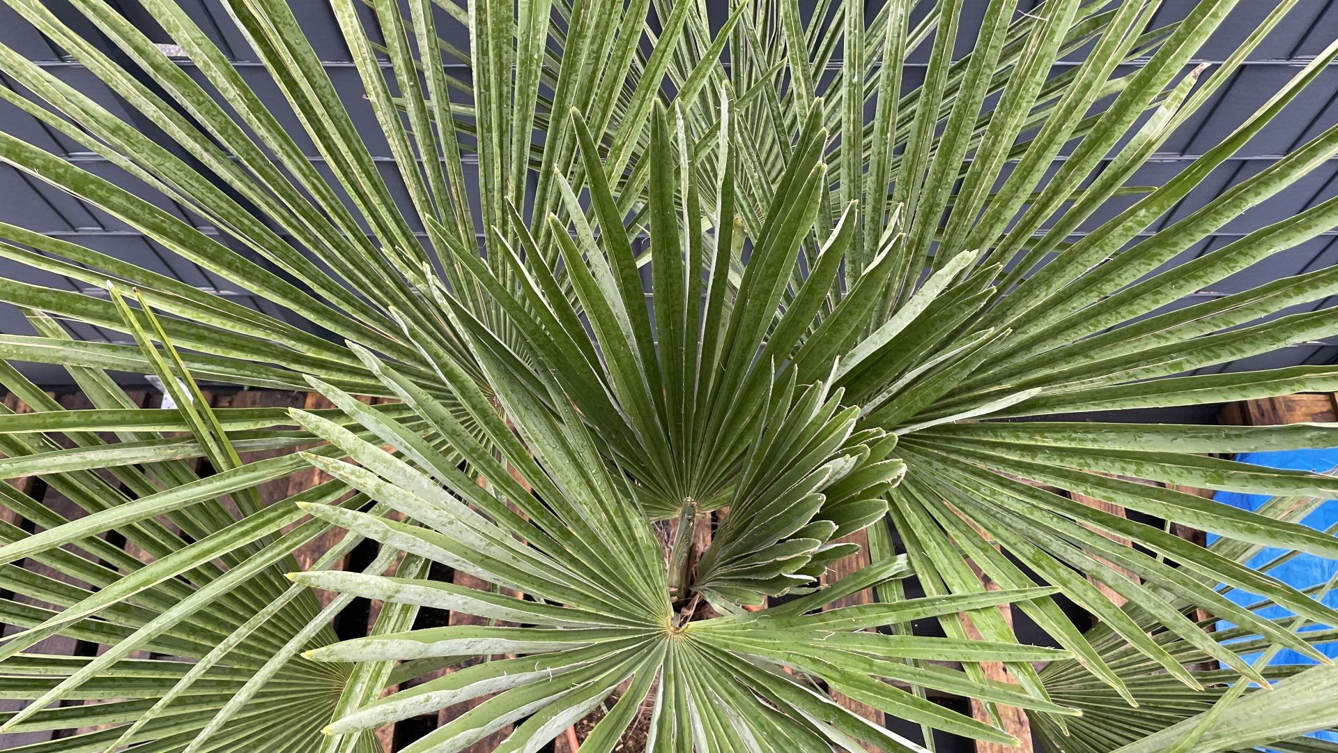 Trachycarpus fortunei Chinesische Hanfpalme 160170cm TCF160170